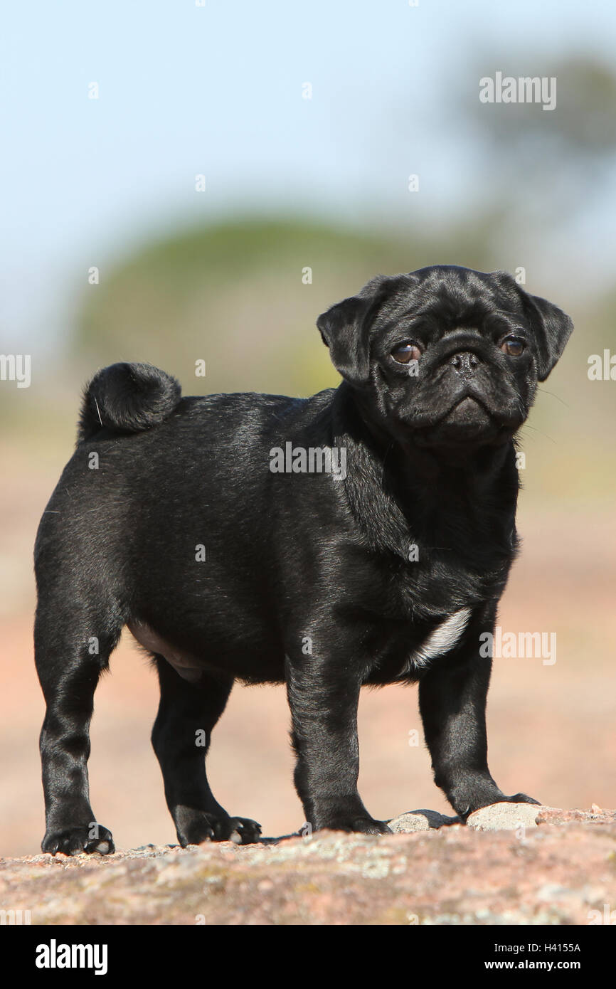 Dog Pug / Carlin / Mops standing profile standard rock in the wild blue sky portrait Stock Photo
