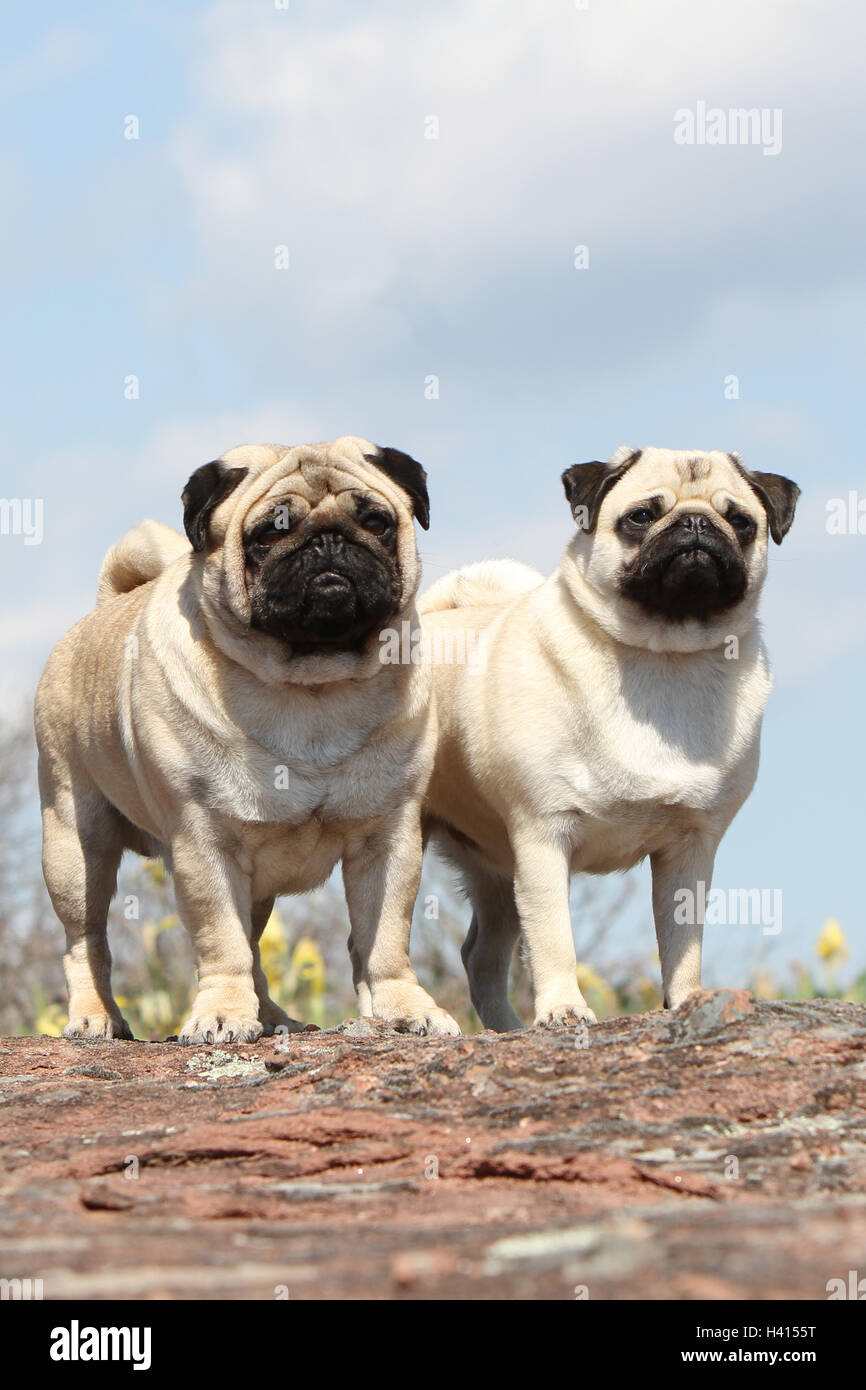 Dog Pug / Carlin / Mops adult, adults, adult mature, mid adult fawn grey gray 2, two, several, together, duo, pair, couple, Stock Photo