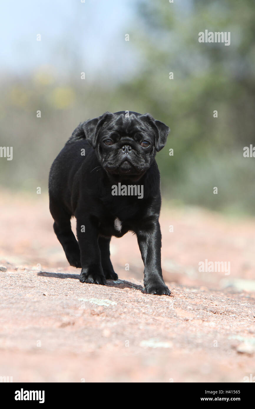 Dog Pug / Carlin / Mops puppy black standing rock in the wild Stock Photo