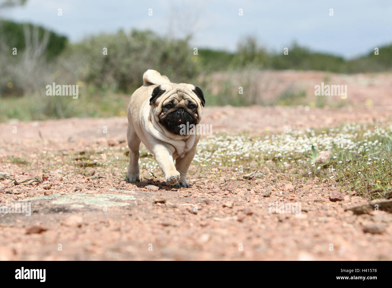 Dog Pug / Carlin / Mops adult fawn grey gray standing rock in the wild ...