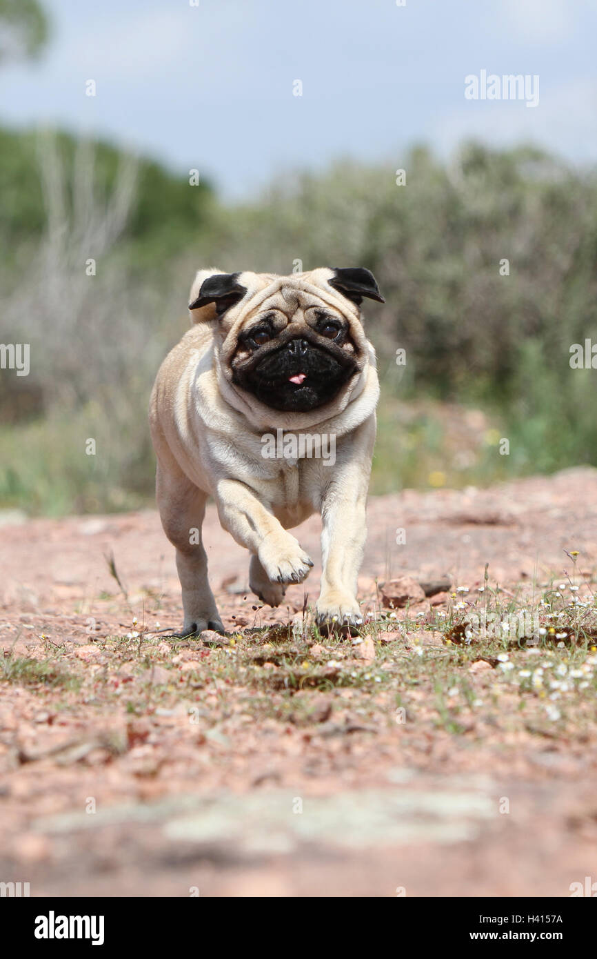 Dog Pug / Carlin / Mops adult fawn grey gray standing rock in the wild ...