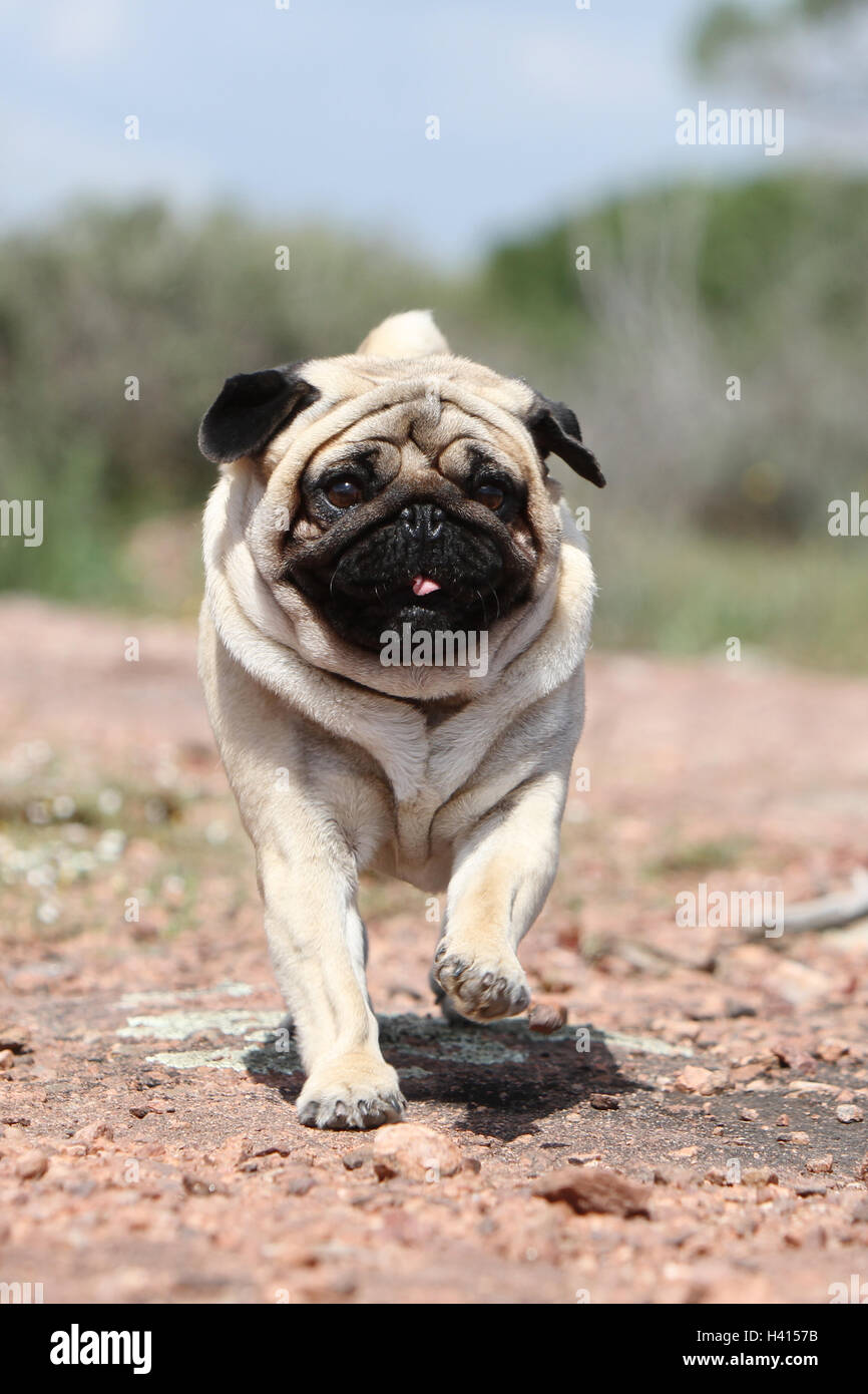Dog Pug / Carlin / Mops adult fawn grey gray standing rock in the wild  Stock Photo - Alamy