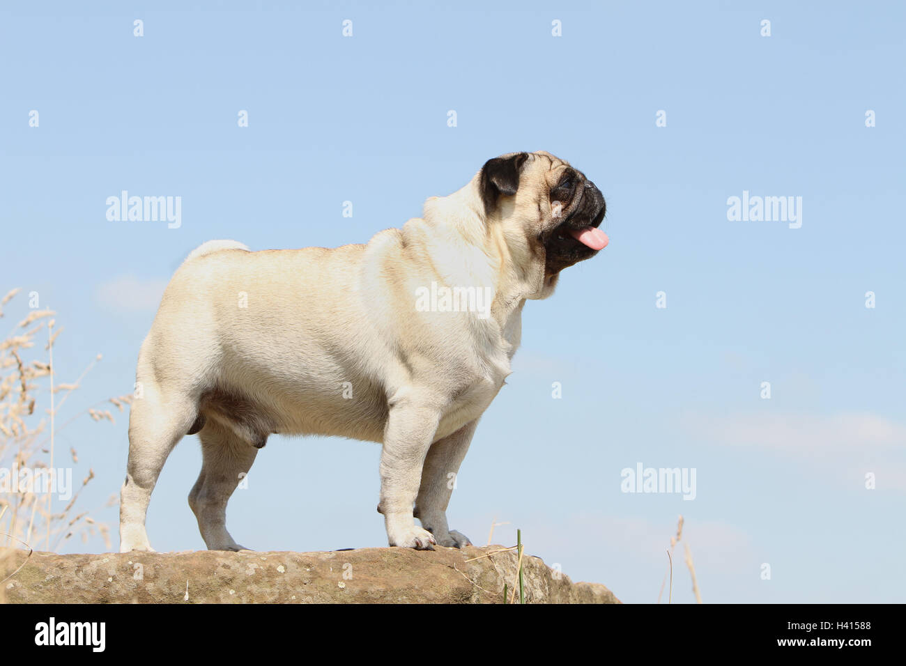 Mops fawn sales