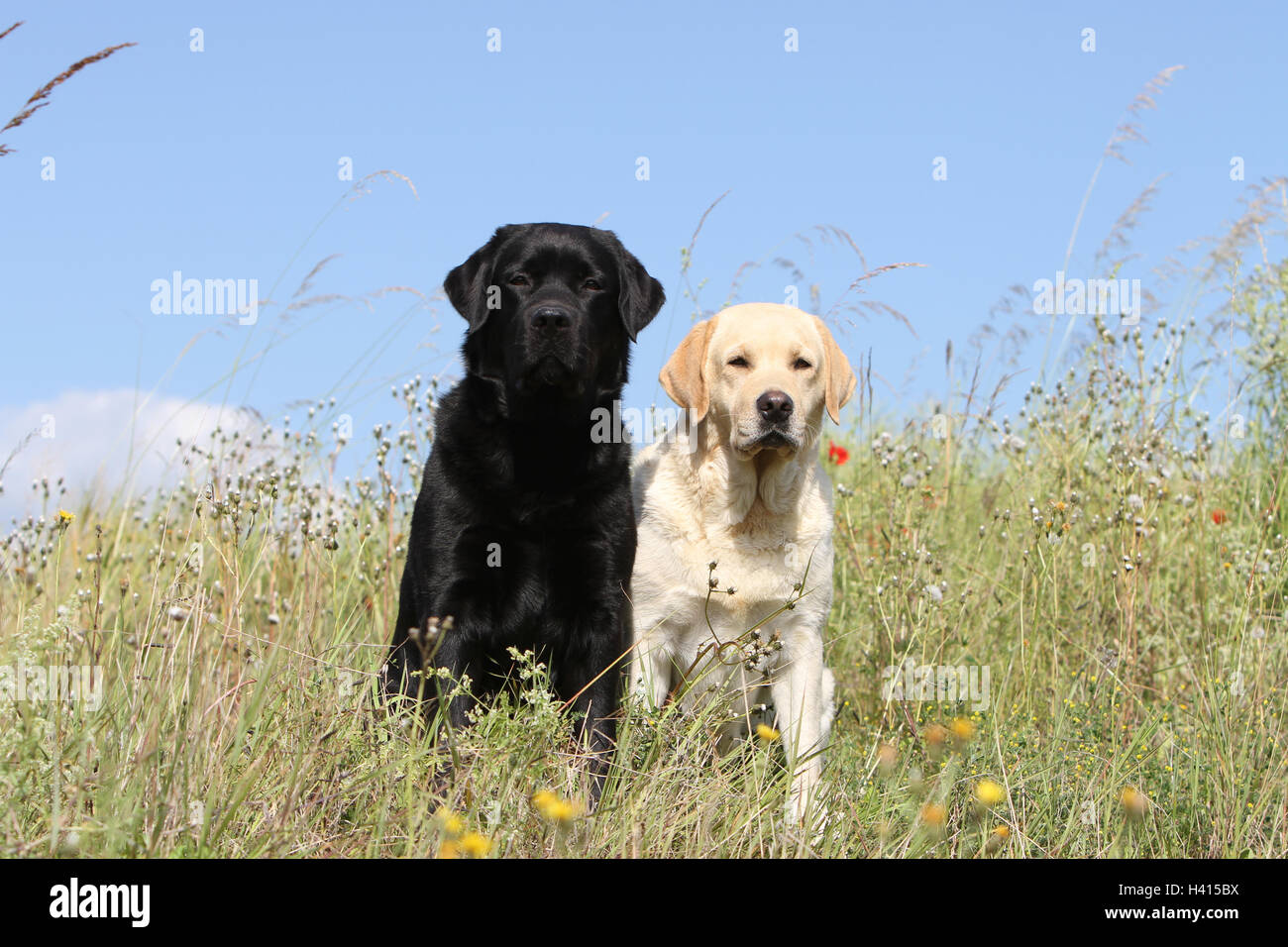 adult golden lab