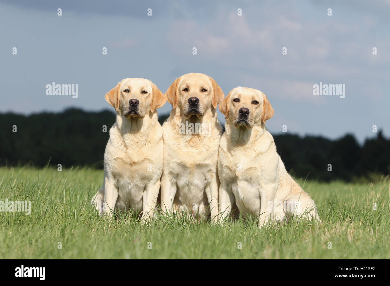 Dog Labrador Retriever  three adults different colors (yellow ) sitting in a meadow group of three Stock Photo