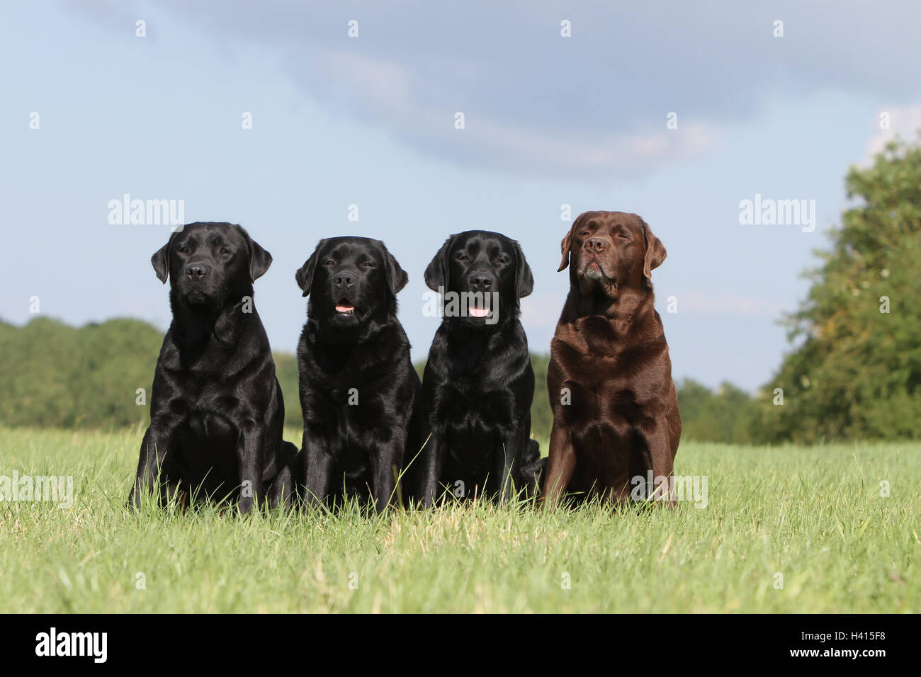 Group of dogs of different breeds hires stock photography and images