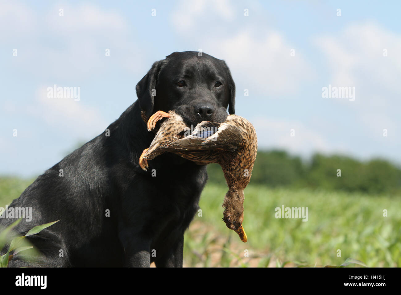 Dog Labrador Retriever adult (black) sitting in a field wild game