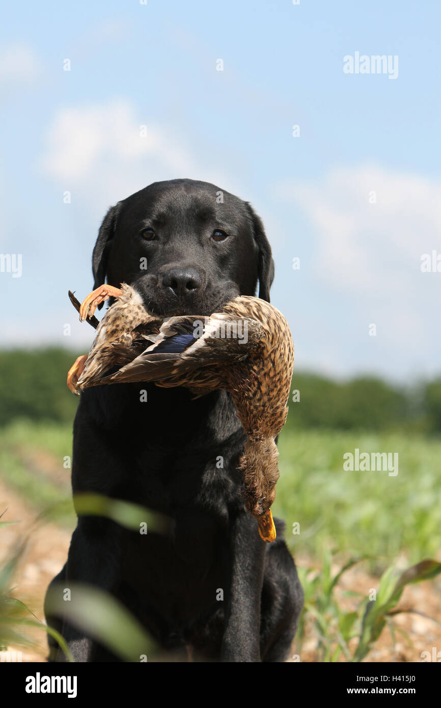 Game retriever hi-res stock photography and images - Alamy
