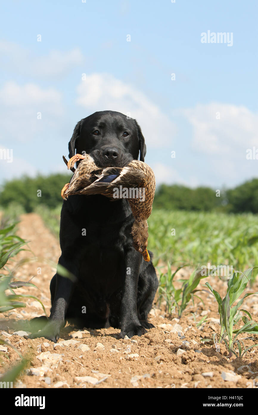 Dog Labrador Retriever adult (black) sitting in a field wild game