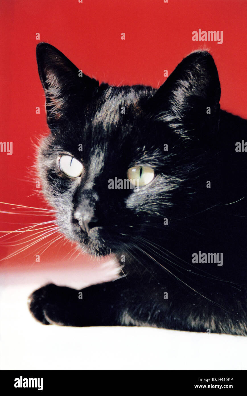 Cat, portrait,   Cat portrait, animal portrait, animal, animals, mammal, mammals, pet, pets, Felidae, fur, black, eyes, cat eyes, watchful, gaze at the side Stock Photo