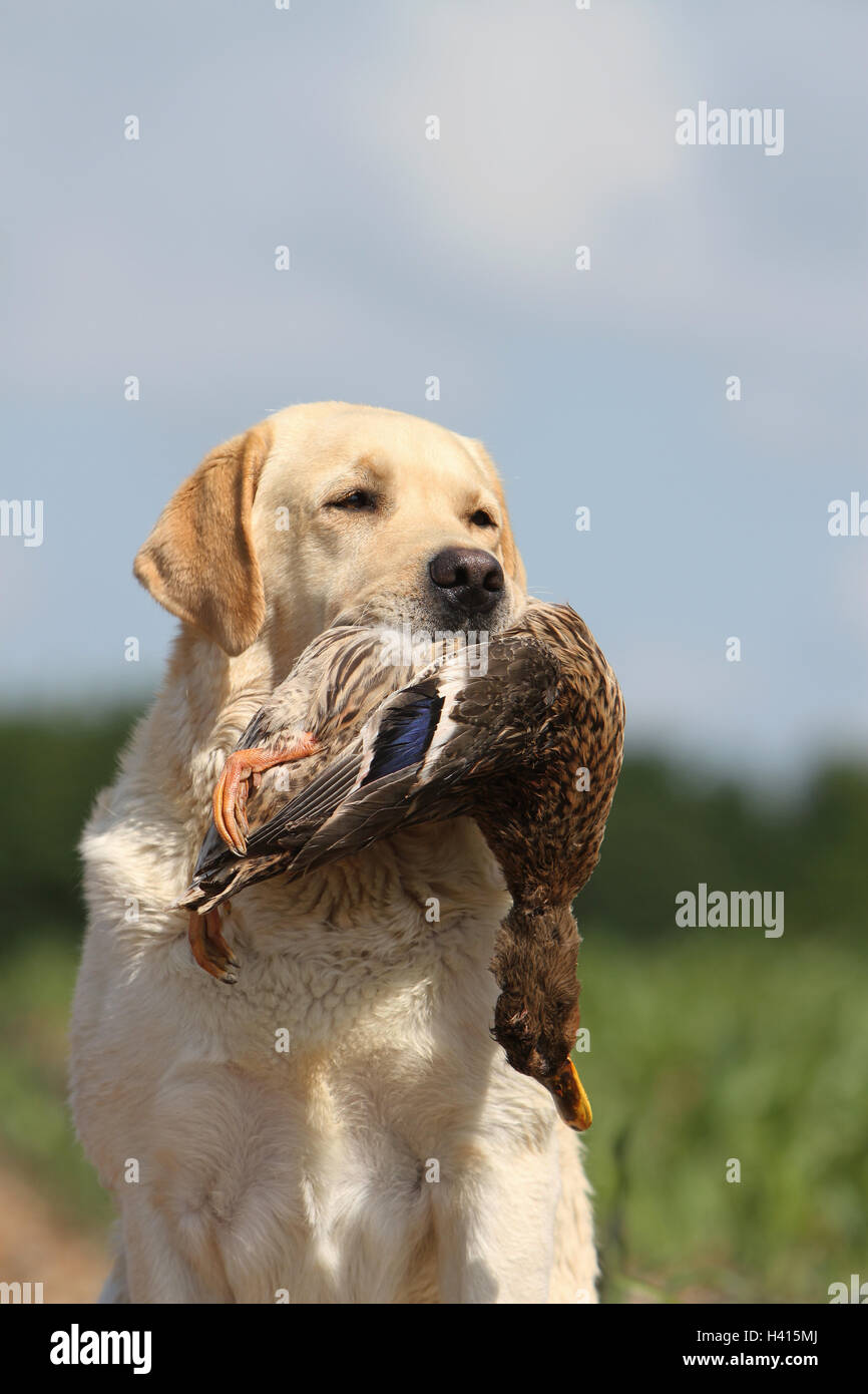 Dog Labrador Retriever adult (yellow) sitting wild game report in the