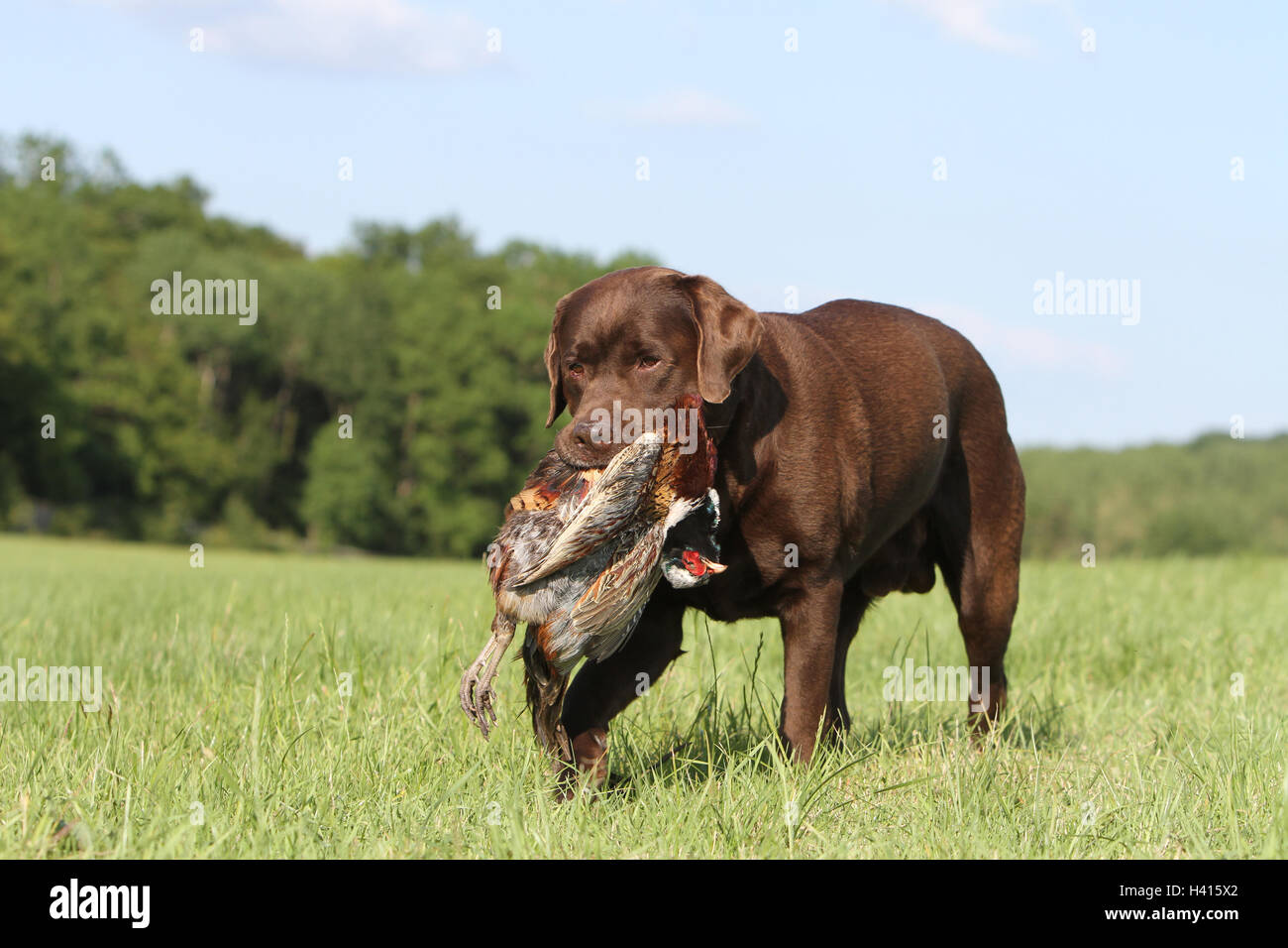 Chocolate labrador retriever in wild hi res stock photography and