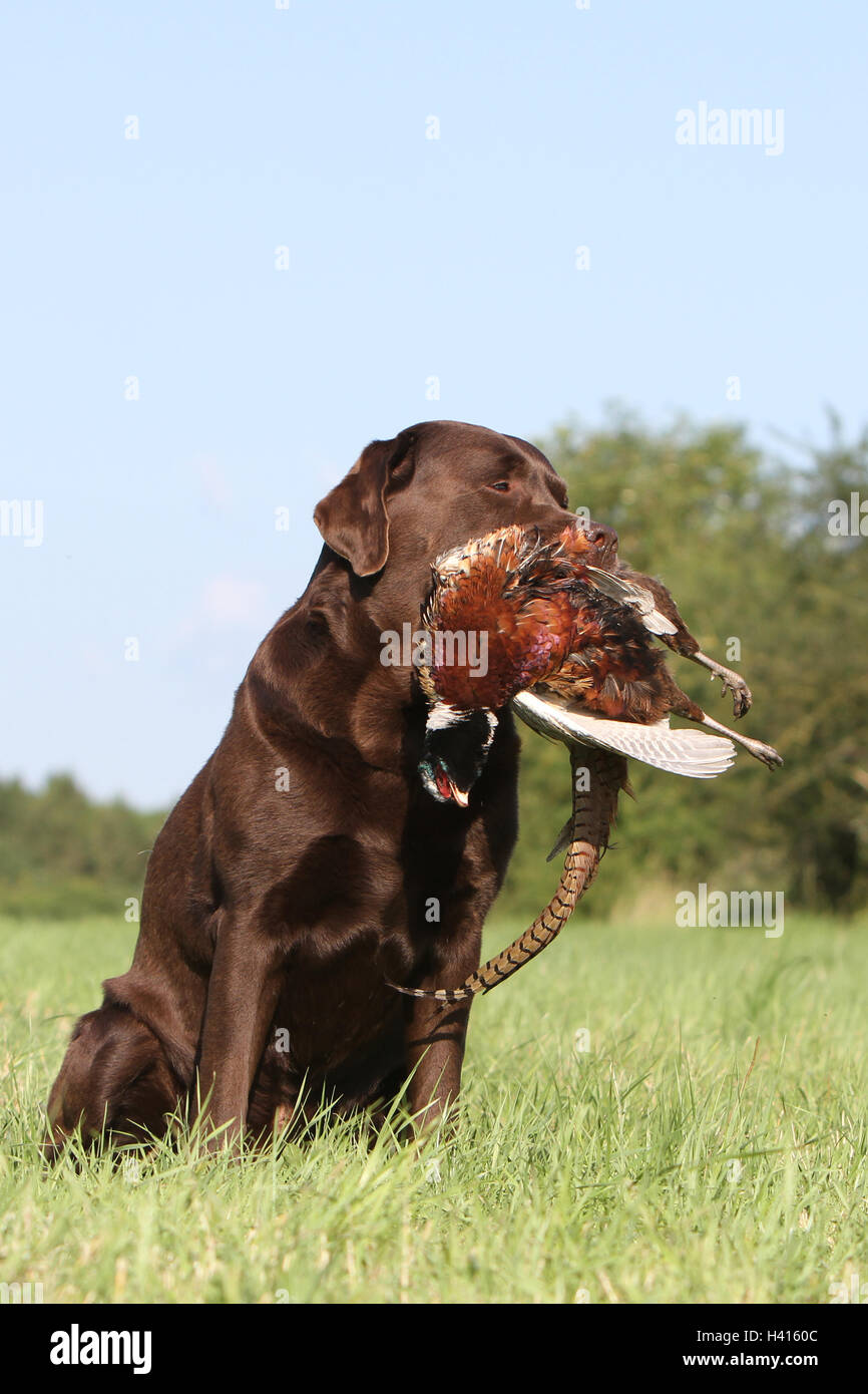 Dog Labrador Retriever adult (chocolate) in a meadow wild game report