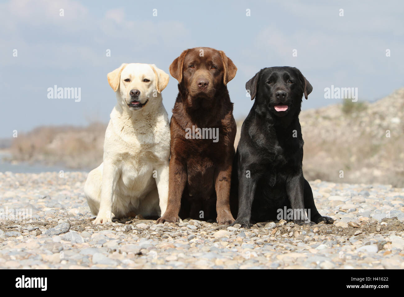 Dog Labrador Retriever three adult different colors (chocolate, yellow and black) sitting on a meadow Stock Photo