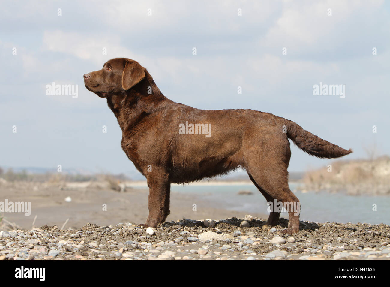 Traduire  Chien Labrador Retriever adulte (chocolat) Profil debout en standard  Dog Labrador Retriever adult (chocolate) standin Stock Photo