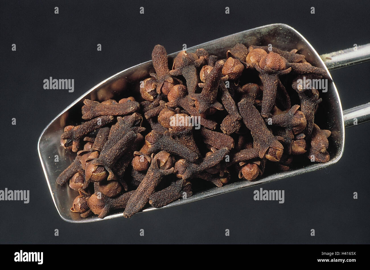 Spice, cloves, Syzygium aromaticum, medicinal plants, cloves, clove, clove, dryly, studio Stock