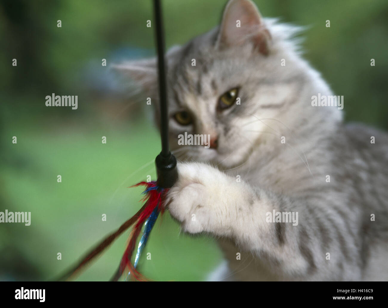 siberian cat toys