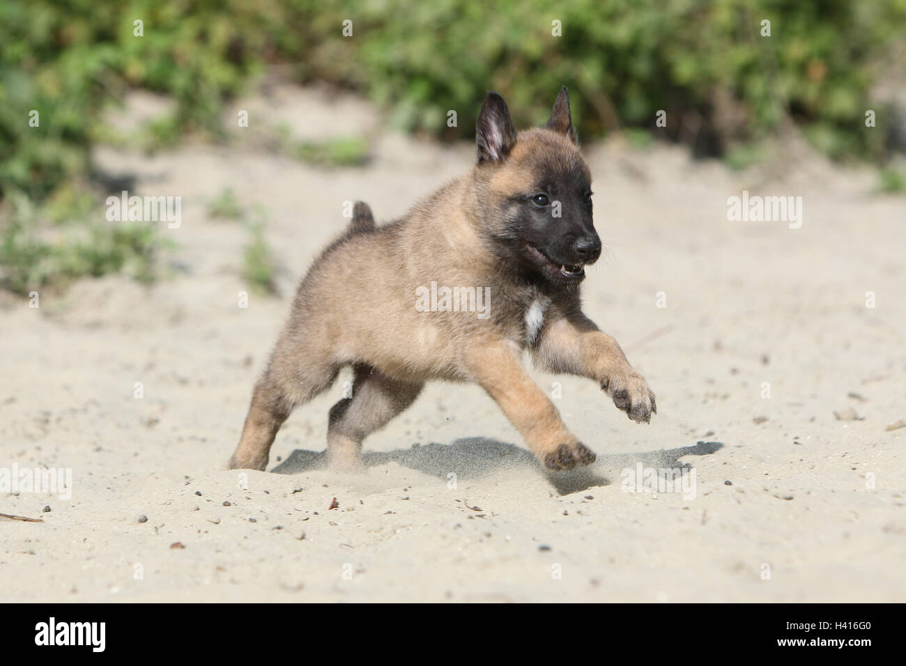 Dog Belgian Shepherd Malinois Puppy Running On The Sand Dune Stock Photo Alamy