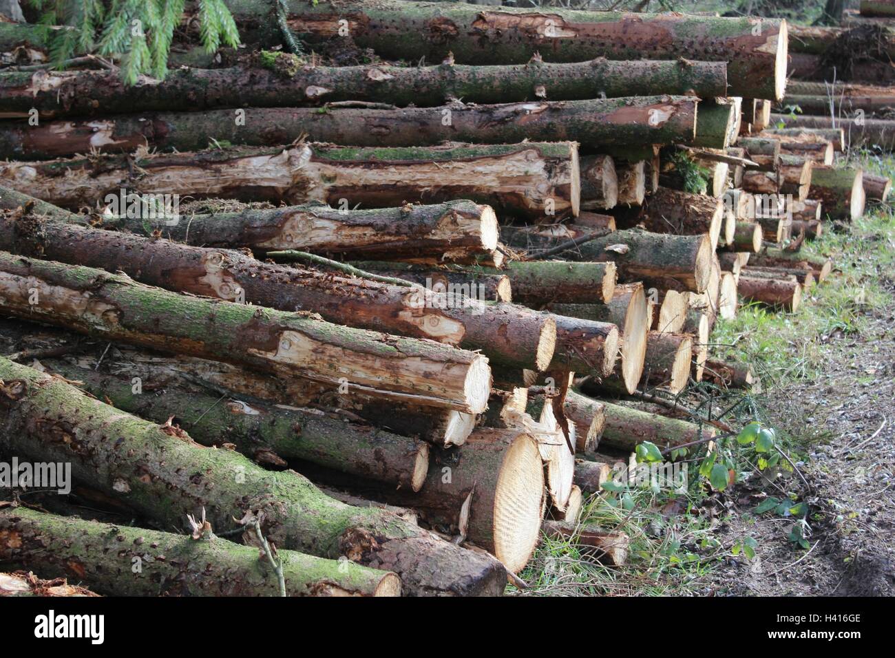 Woodland cut logs in a log pile a wonderful home for bugs and beasties. Stock Photo