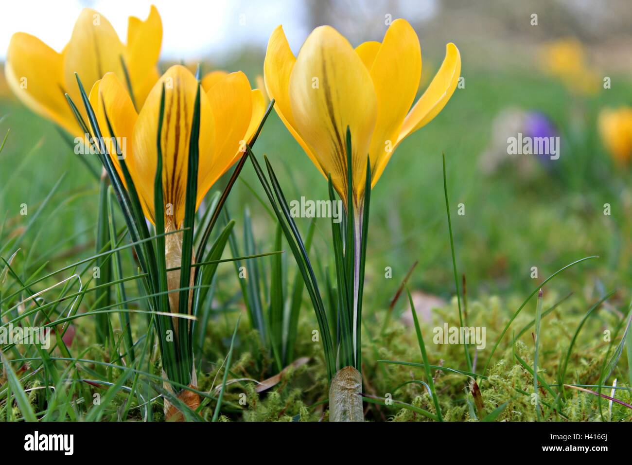 Vibrant yellow crocus in the spring sunshine. Stock Photo