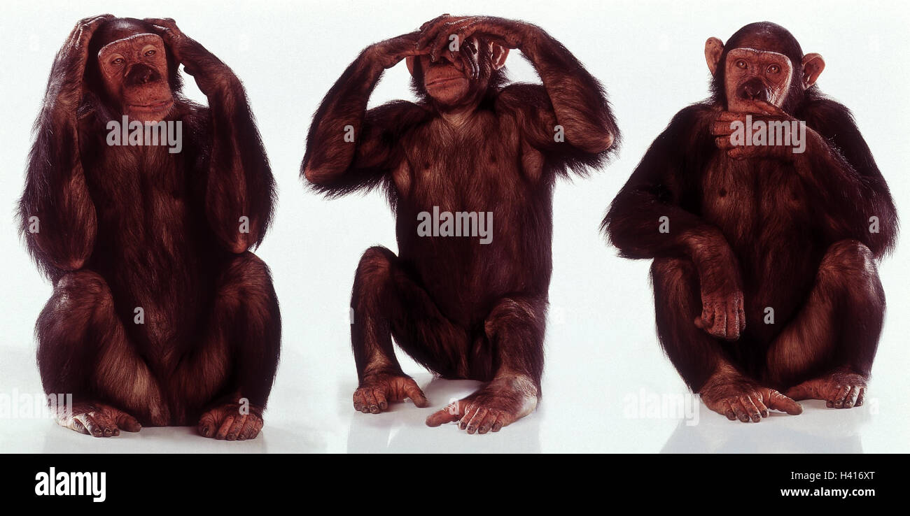 Chimpanzees, gesture, "nothing hear", see "nothing", say "nothing", monkeys, apes, three, Pan troglodytes, icon, do not speak, studio, copy space Stock Photo