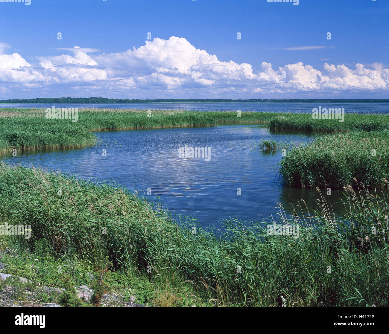 Estonia, island Saaremaa, Baltic coast, lagoon, reed, Europe ...