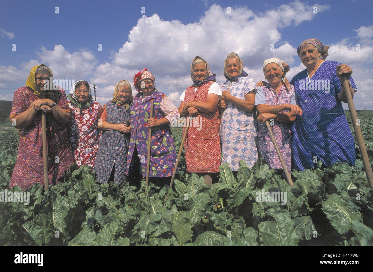 Czech Republic, Moravia, mangold field, farmers, group picture, person, locals, senior citizens, women, group, old, seniors, headscarfs, laugh, work friendly, happy, satisfaction, laboriously, together, agriculture, field economy, work, smock apron, field Stock Photo