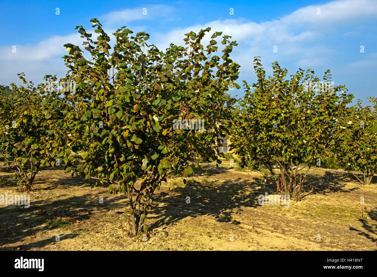 Plantation of hazelnuts, Tonda Gentile del Piemonte, Bergolo, Province of Cuneo, Piedmont, Italy Stock Photo
