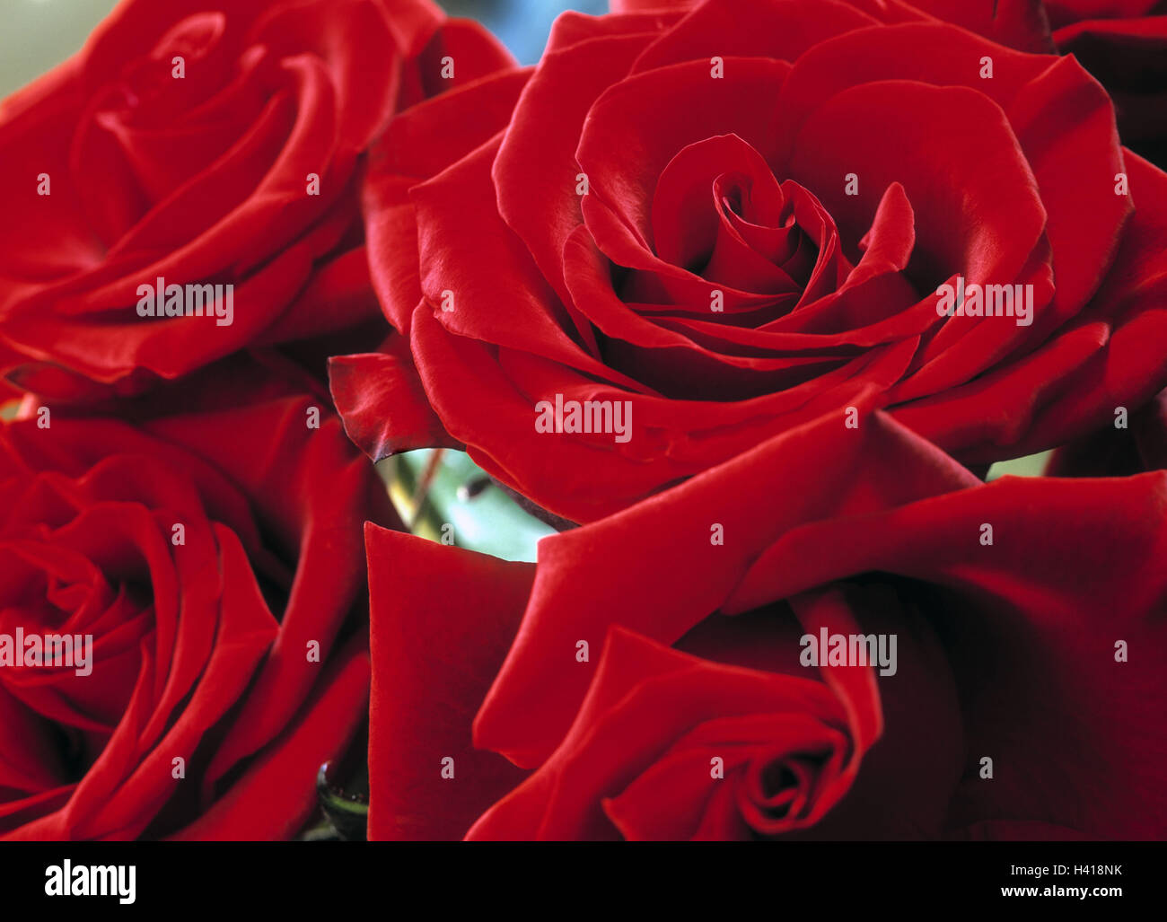 Roses, red, detail, not freely for calendar mk/Rb blossoms, nature, flowers, plants, summer flowers, flower heads, petals, rose blossoms, rose leaves, blossom, rose plant, cut flowers, icon, love, dear icon, beauty, odour, rose odour, softly, delicacy, ro Stock Photo