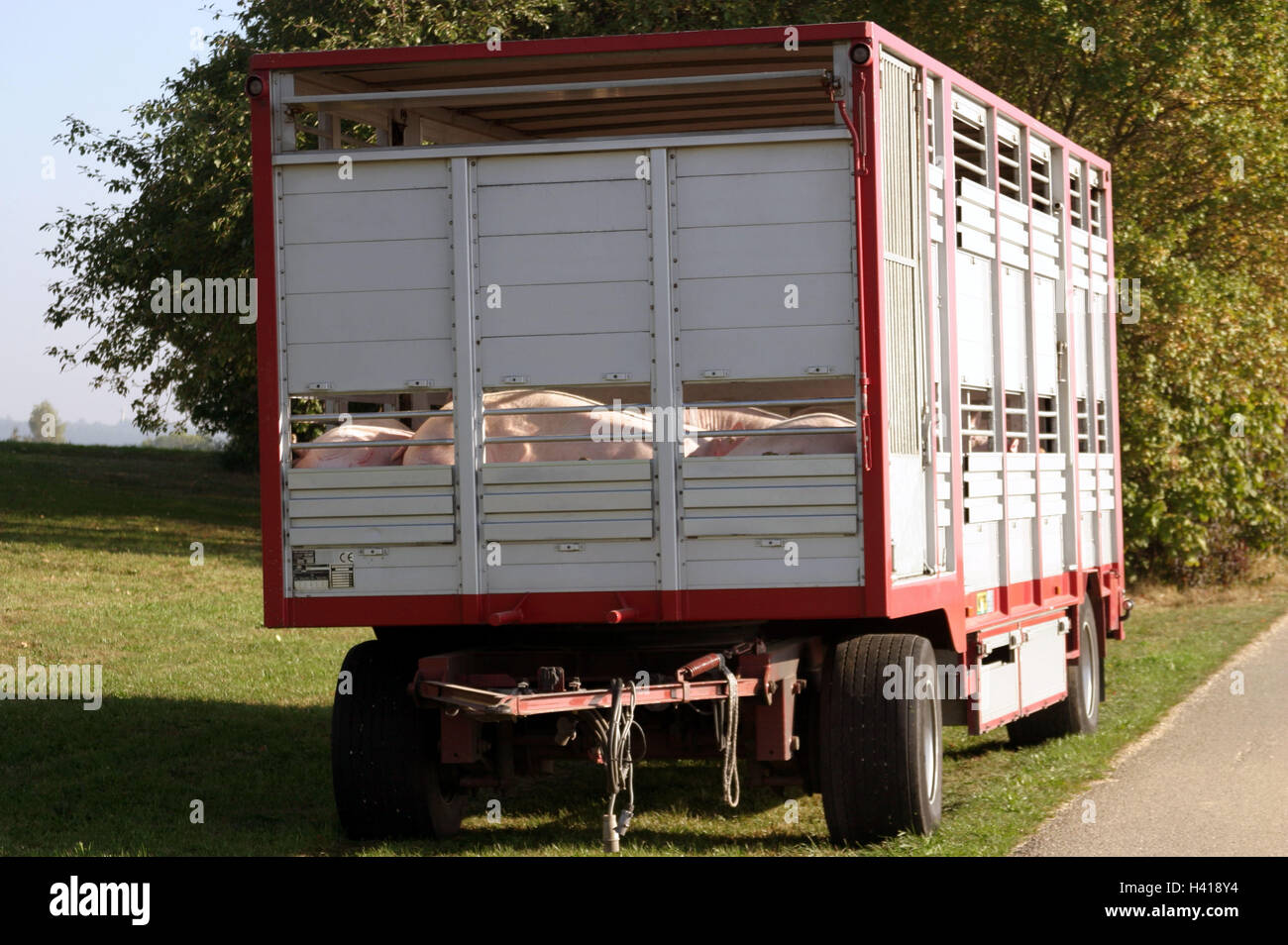 Roadside, cattle truck, parking, pigs, summers, cattle transport, animal transport, transport, trailer, put down, park, battle cattle, cattle, benefit animals, pig-breeding, animal cruelty, dimension keeping pets, shortage space, heat, protection animals Stock Photo