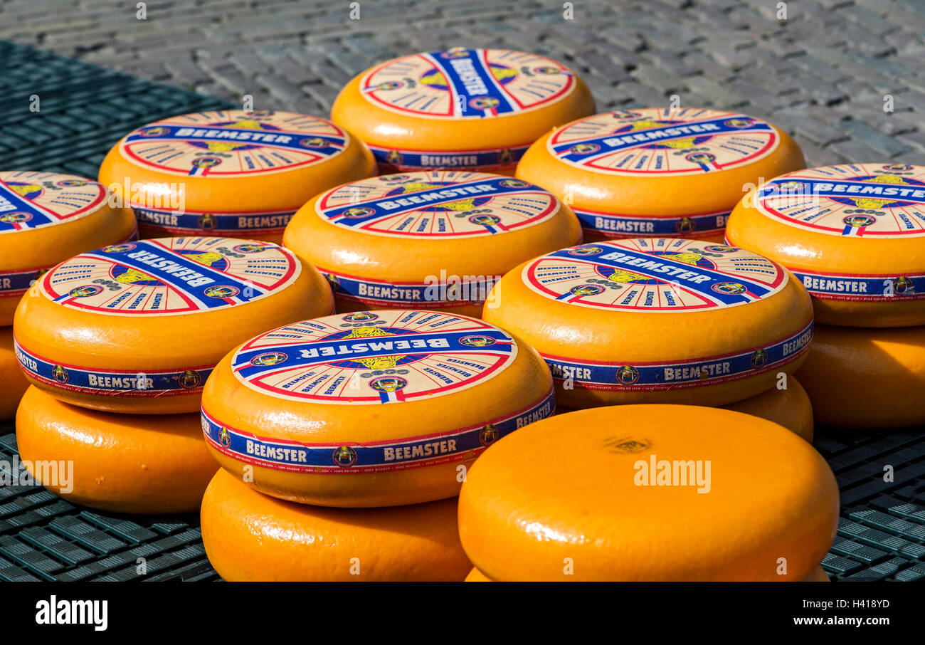 Rounds of Dutch Beemster cheese wheels at the cheese market of Alkmaar