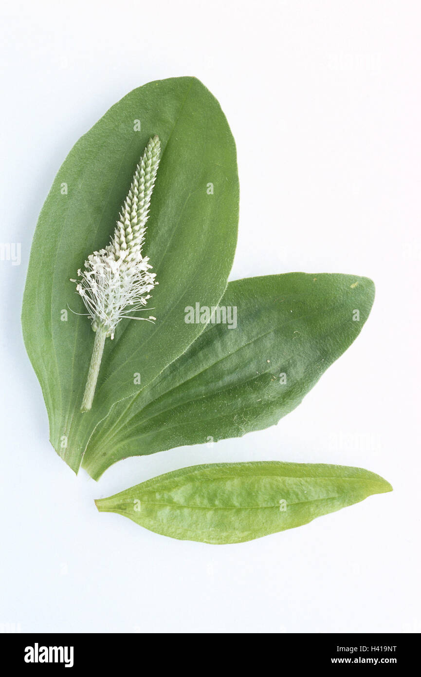 Middle Wegerich, Plantago media, leaves, flower ear, nature, botany, flora, plants, wild plants, wild plant, Plantaginaceaes, Plantaginaceae, inflorescence, blossom, cut out, studio Stock Photo