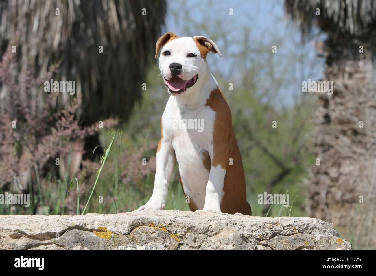 Dog American Staffordshire Terrier / Amstaff  / adult standing on a rock blue sky Stock Photo