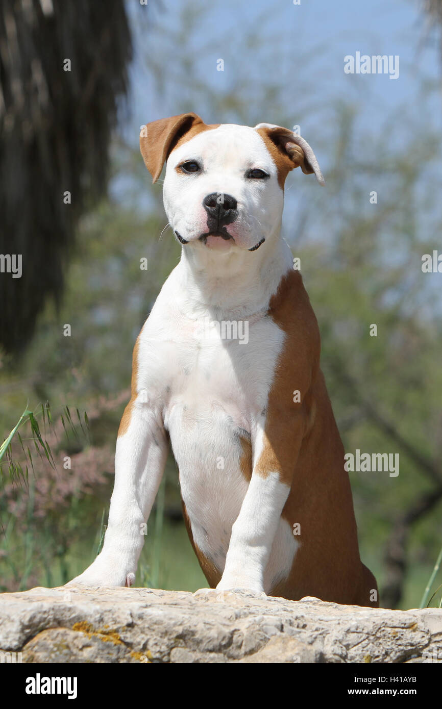 Dog American Staffordshire Terrier / Amstaff  / adult standing on a rock blue sky Stock Photo