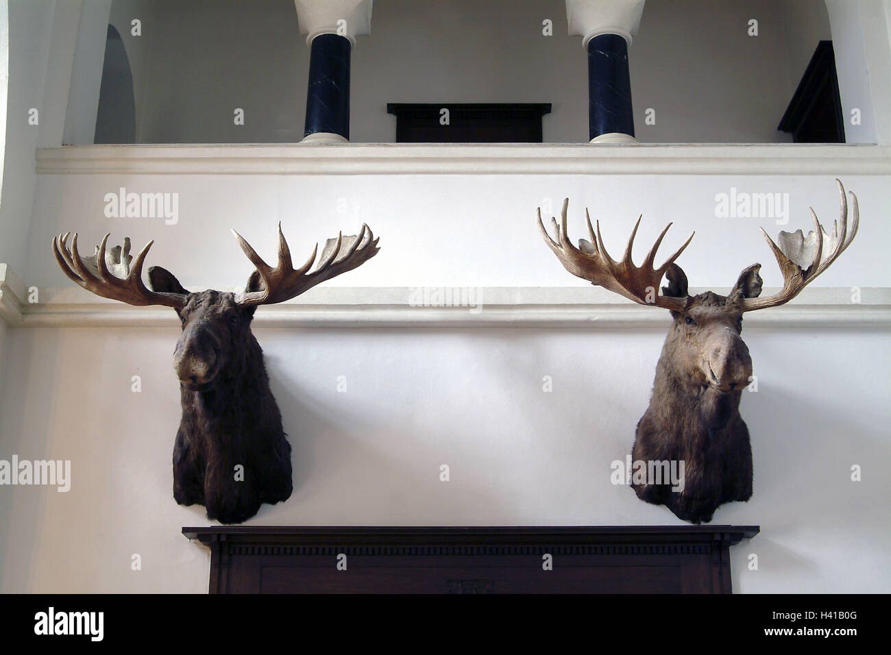Villa Wall Decoration Trophies Elk S Heads Europe Germany