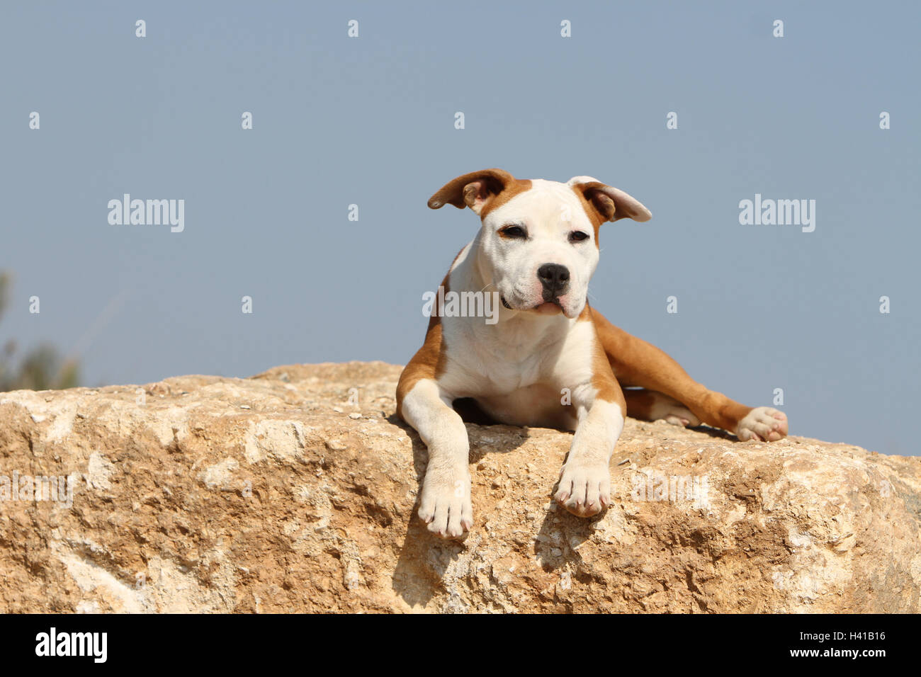 Dog American Staffordshire Terrier / Amstaff  / adult lying on a rock blue sky Stock Photo