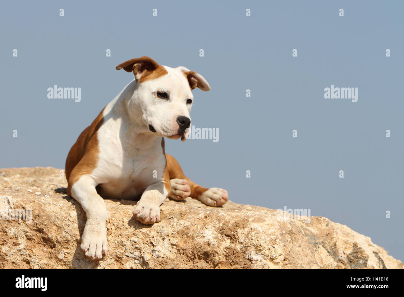 Dog American Staffordshire Terrier / Amstaff  / adult lying on a rock blue sky Stock Photo