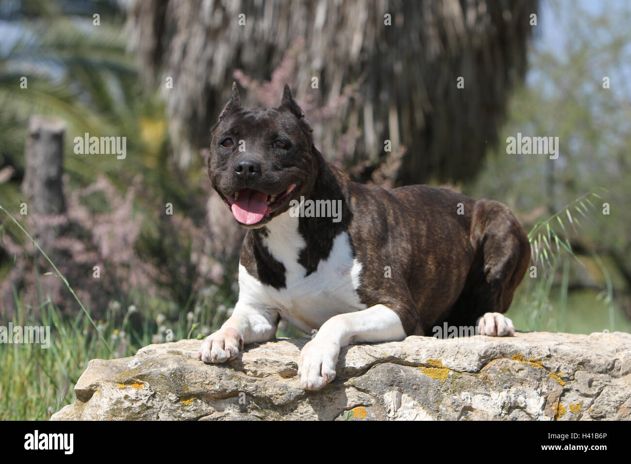 Dog American Staffordshire Terrier / Amstaff  / adult lying on a rock brindle Stock Photo
