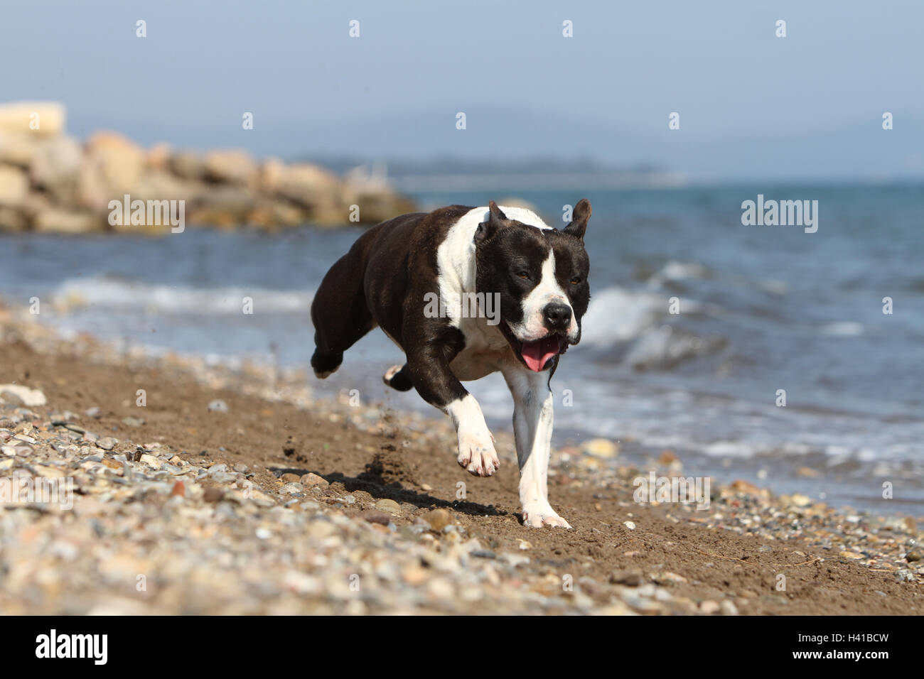 Dog American Staffordshire Terrier / Amstaff /  adult  black white running on the beach the sea Stock Photo