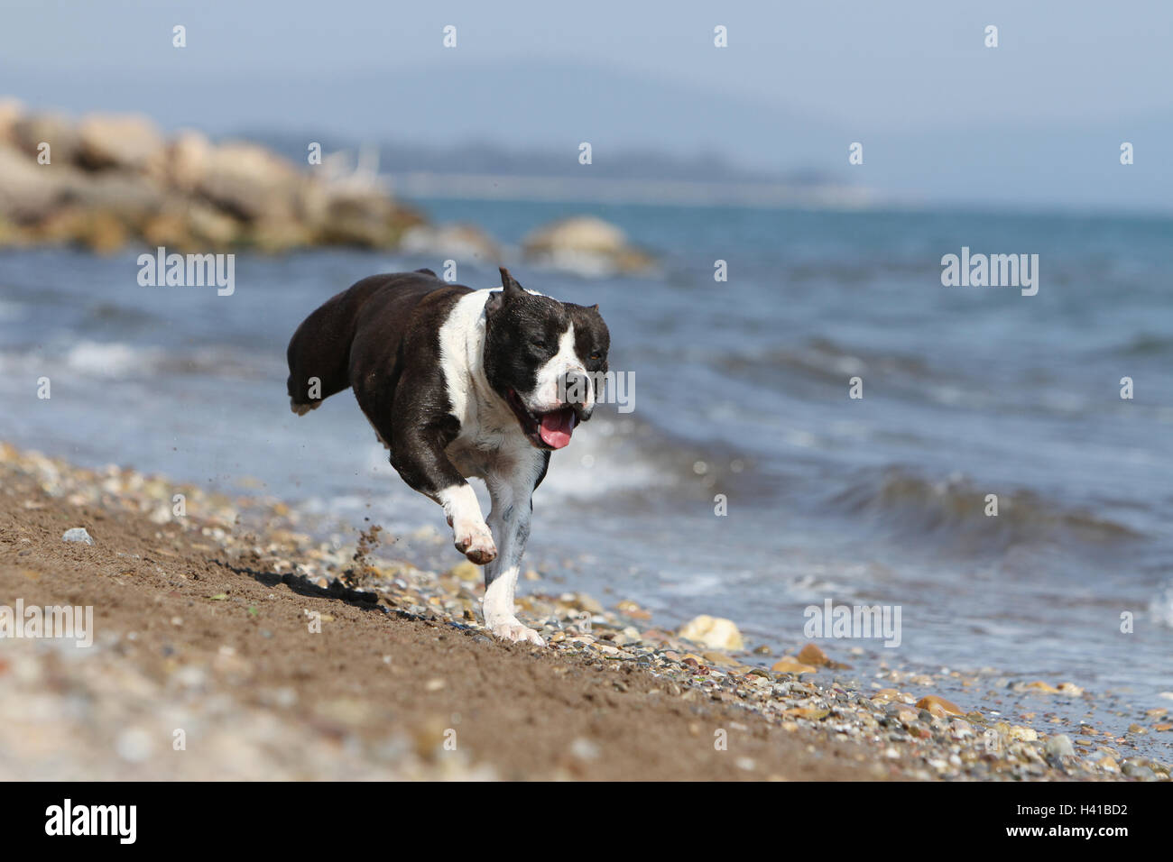 Dog American Staffordshire Terrier / Amstaff /  adult  black white running on the beach the sea Stock Photo
