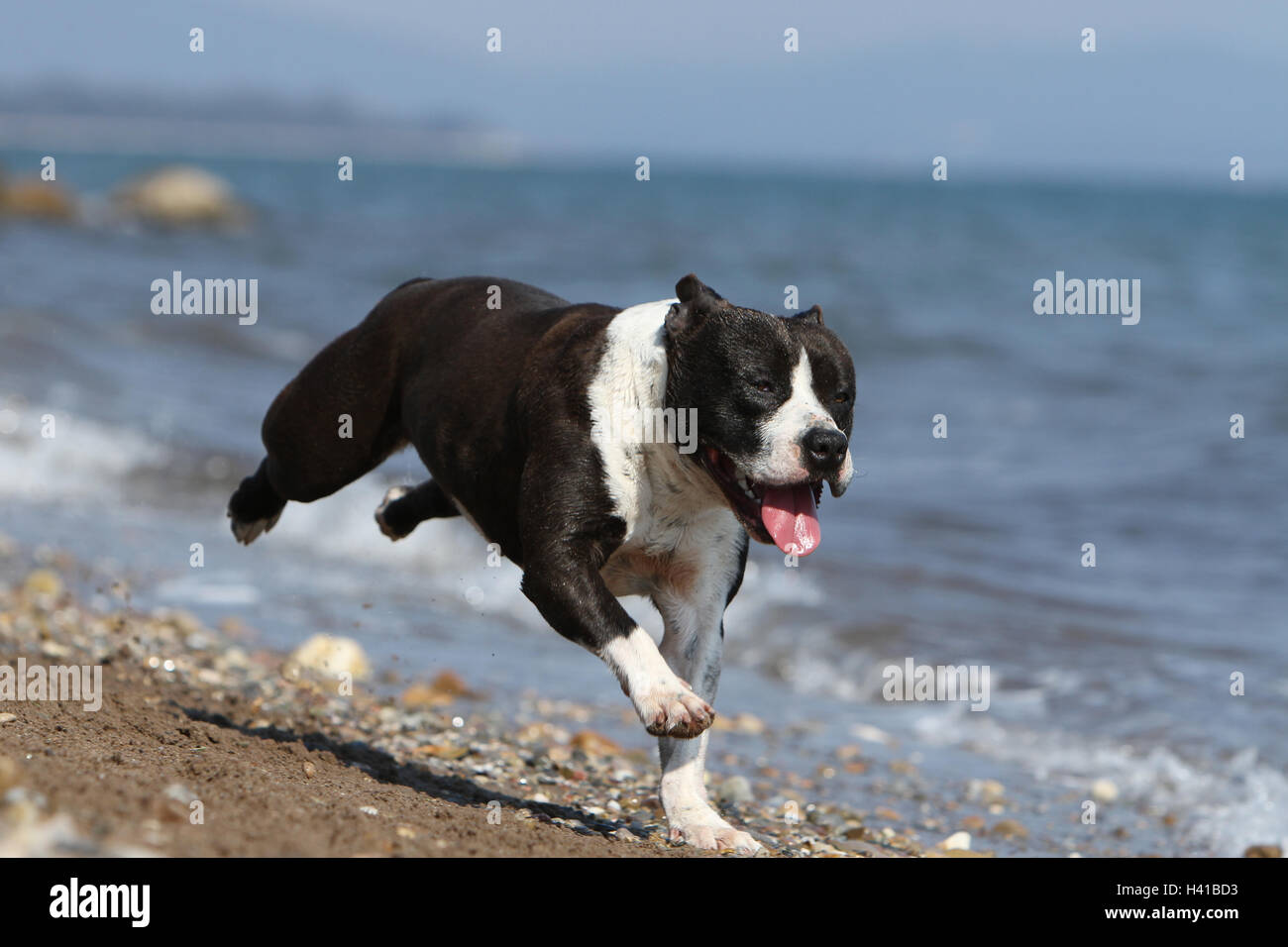 Dog American Staffordshire Terrier / Amstaff /  adult  black white running on the beach the sea Stock Photo