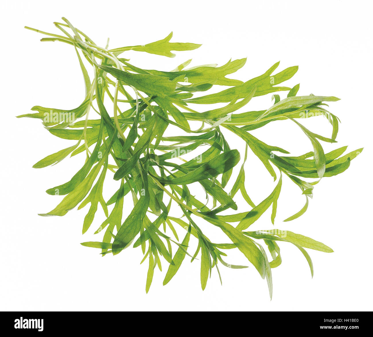 Tarragon, Artemisia dracunculus, twigs, spice plant, herbs, spice, herb