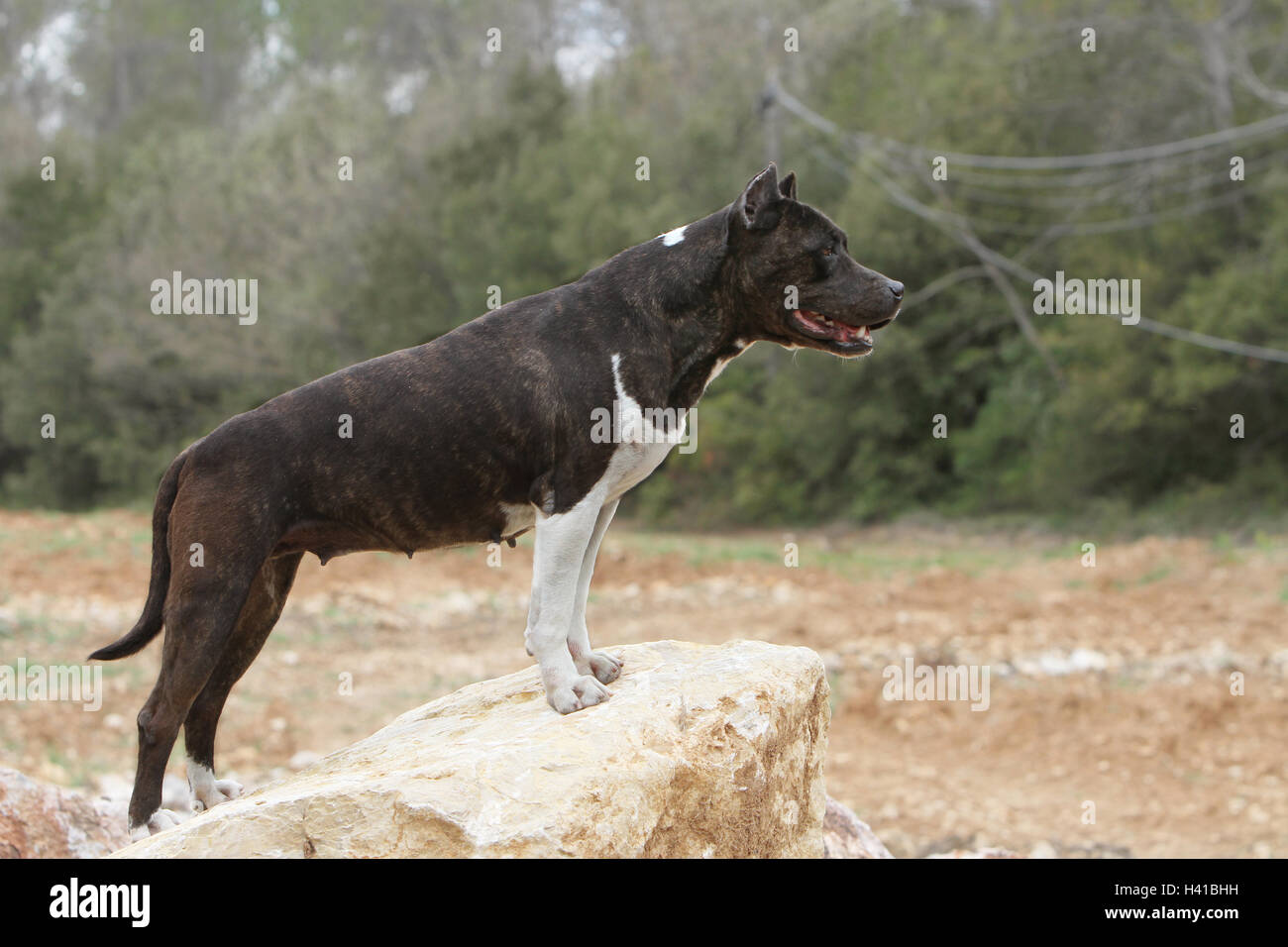 Black amstaff hi-res stock photography and images - Alamy