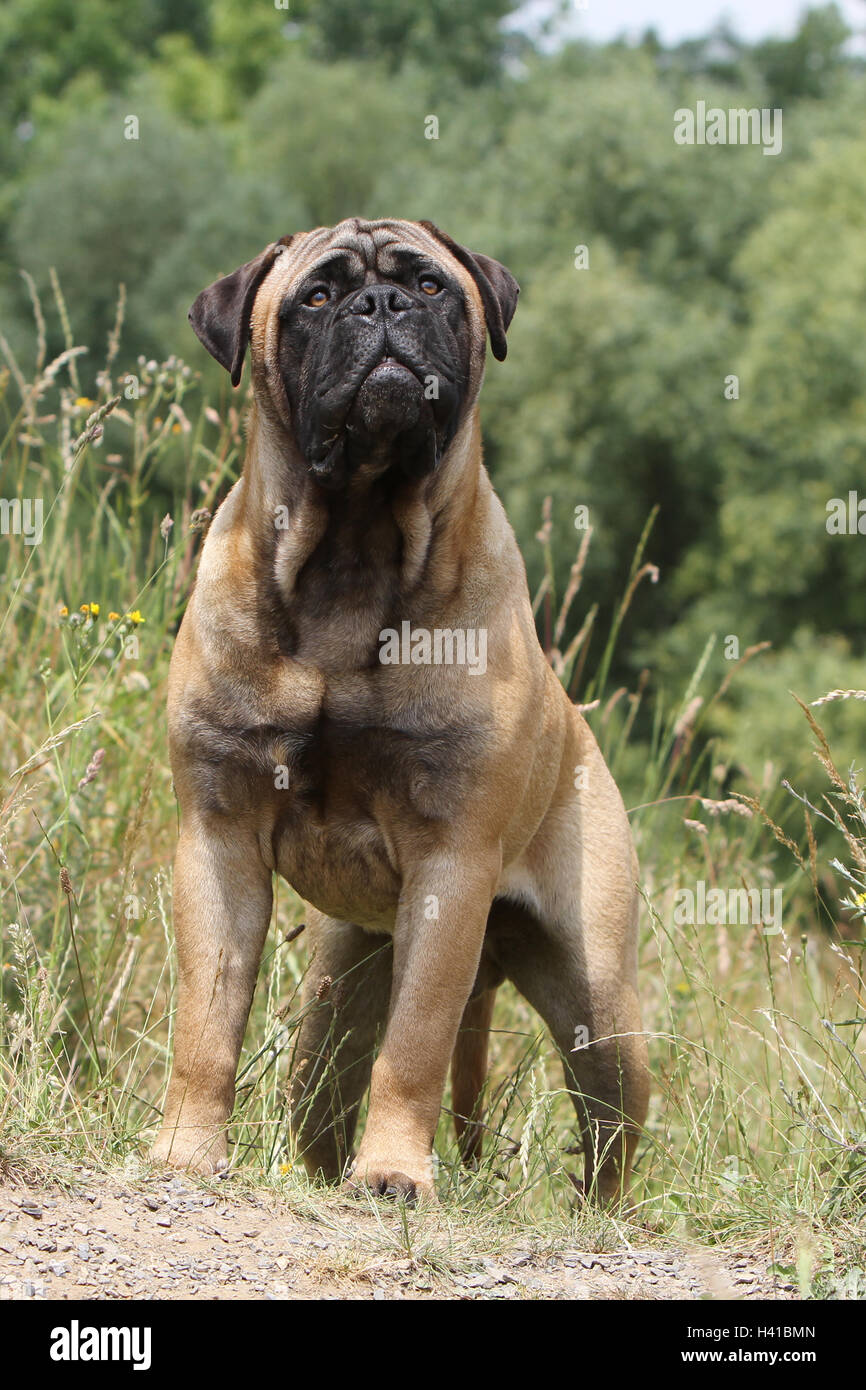 bullmastiff cropped ears