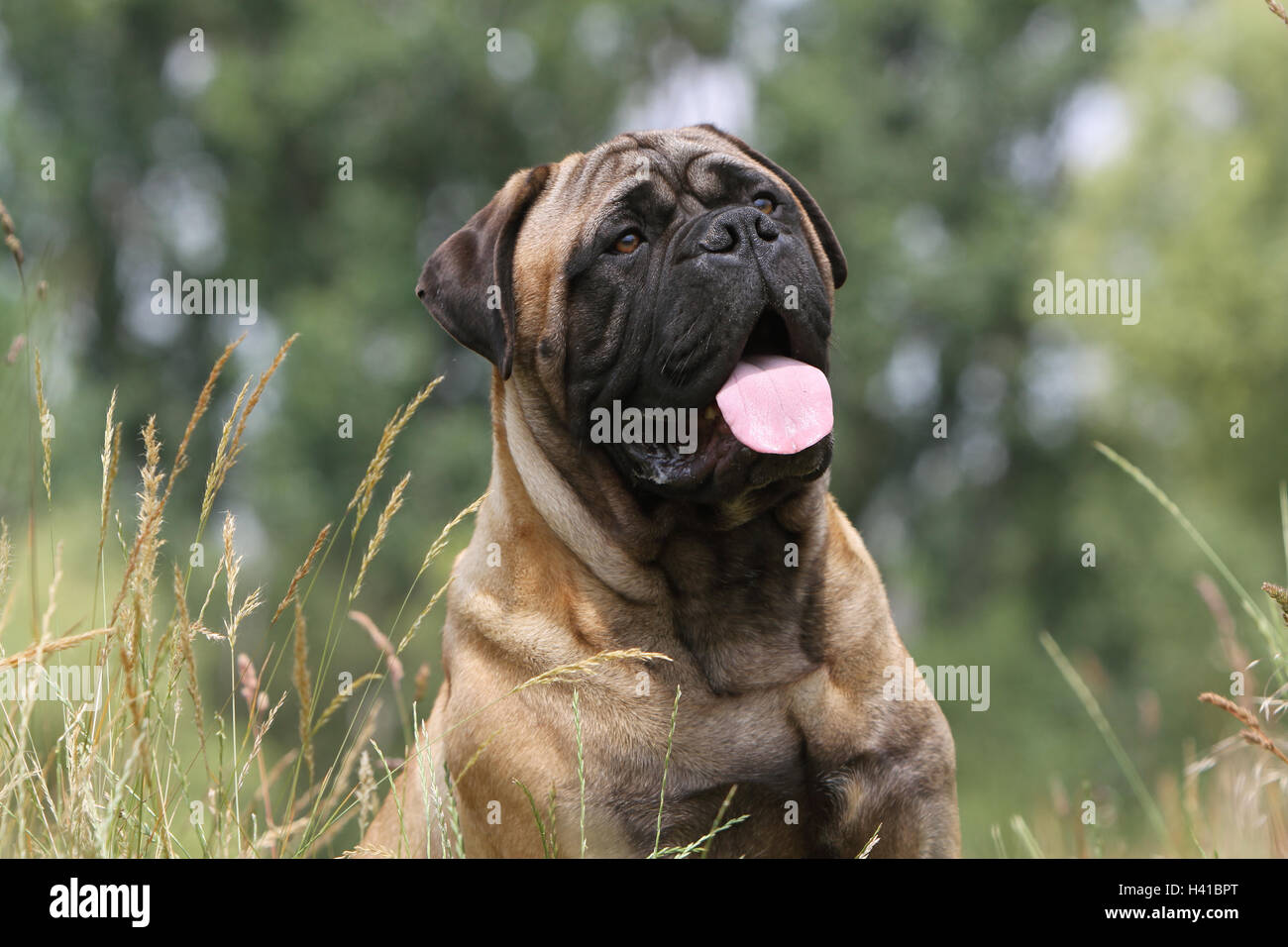 Bull Mastif Hi res Stock Photography And Images Alamy bull-mastif-hi-res-stock-photography-and-images-alamy