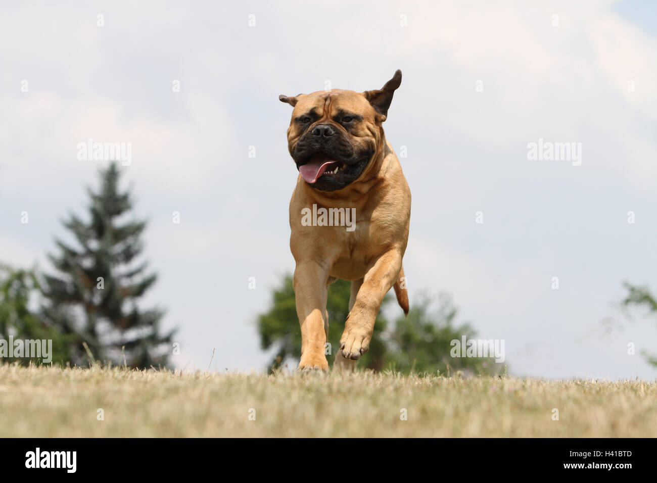 Bullmastiff dog / adult running in a meadow Stock Photo