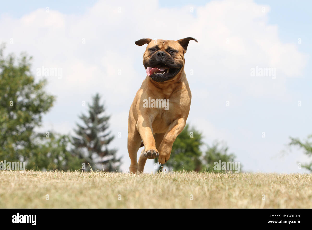 Bullmastiff dog / adult running in a meadow Stock Photo