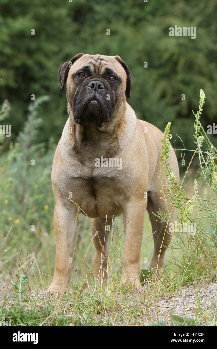 Dog Bullmastiff  adult standing in a field face fawn forest Stock Photo