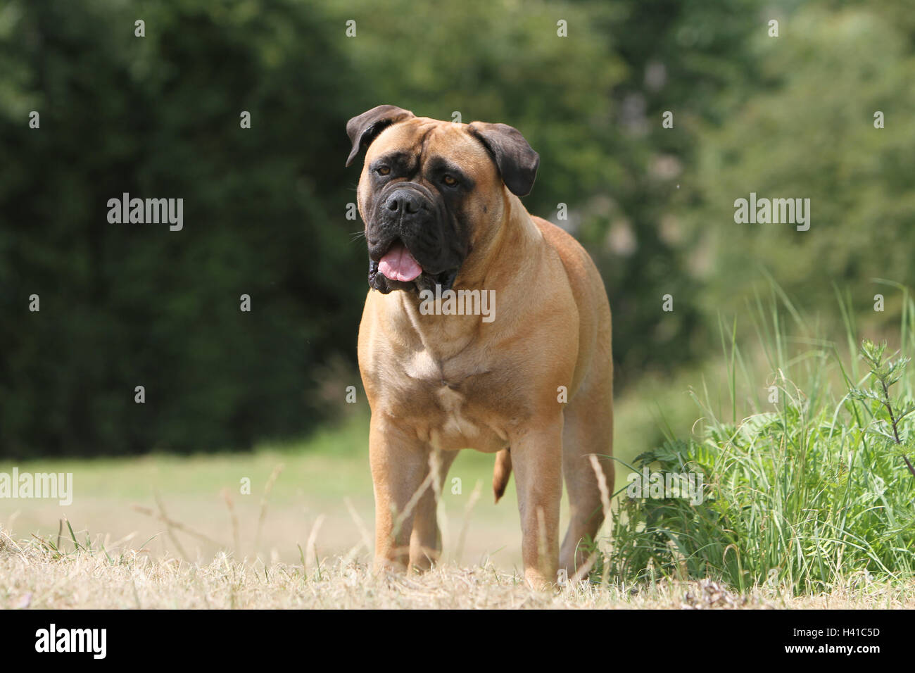 Fawn bullmastiff hi res stock photography and images Alamy