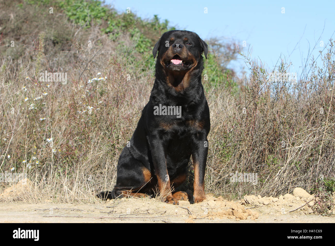 Rotweiler High Resolution Stock Photography And Images Alamy
